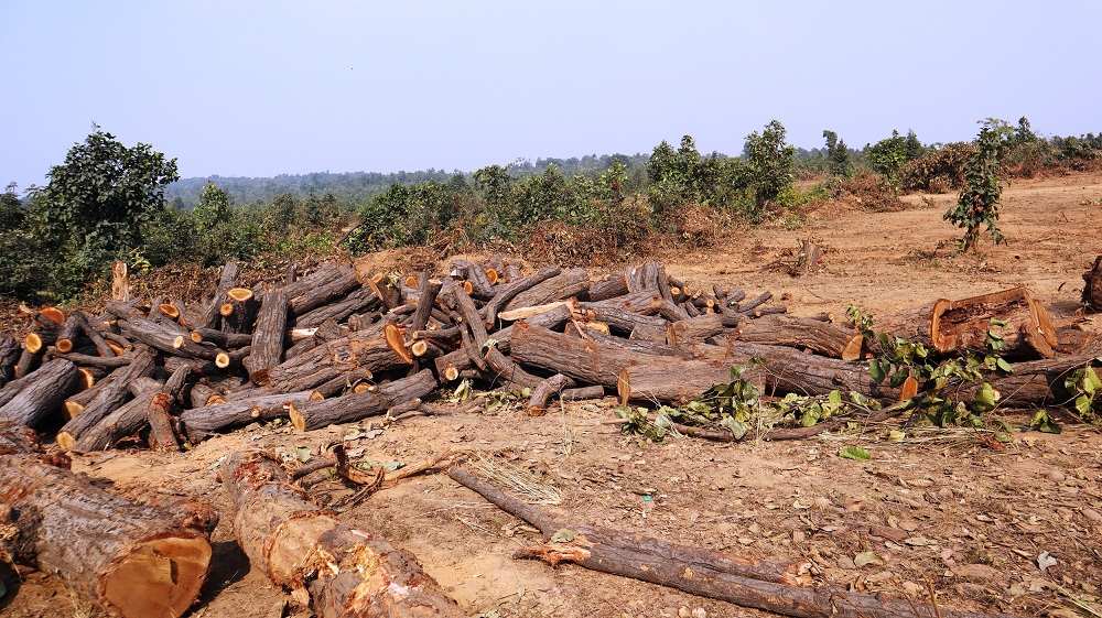 Forest being cleared for mining in Talabiria, Sambalpur