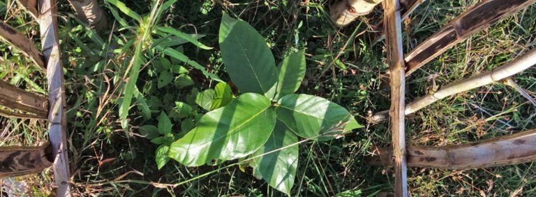 Protecting Jharkhand’s groves of faith