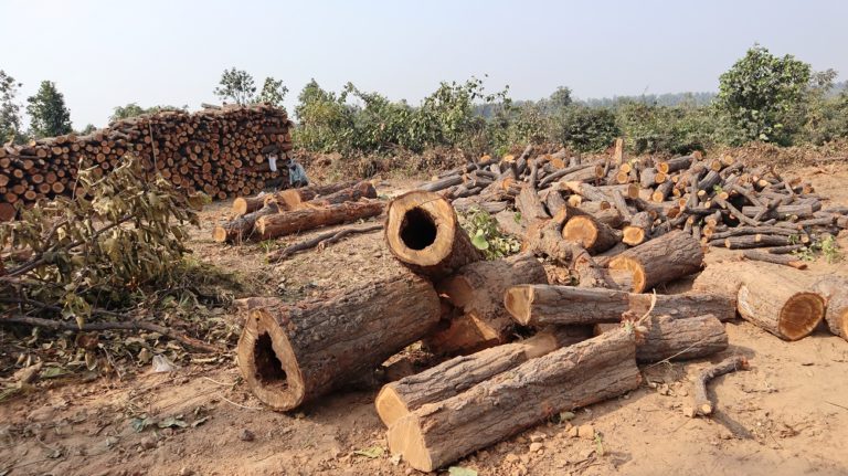 In Odisha, thousands of trees felled amid high security for Talabira coal mining