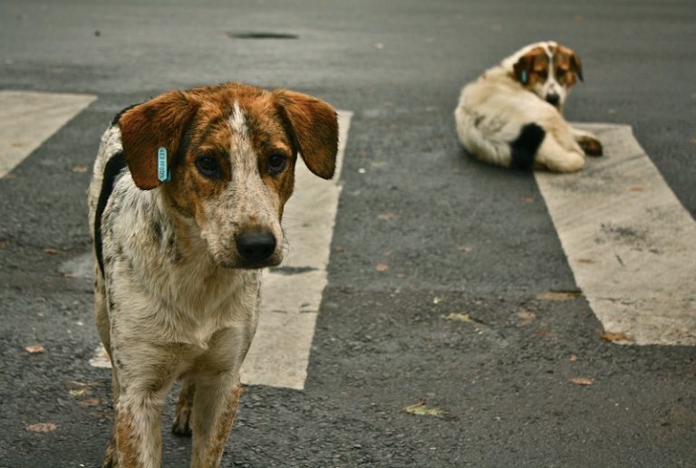 Naveen Patnaik allocates special funds for feeding stray dogs during lock down