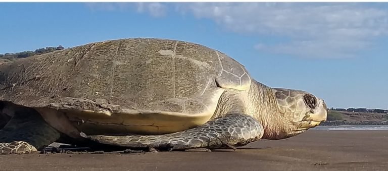 Mass nesting of Olive Ridley in Odisha has nothing to do with lock down, say wildlife experts